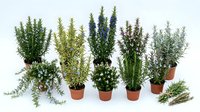 Collection of aromatic herbs in terracotta pots including rosemary, thyme and lavender isolated on white background for culinary and gardening projects.