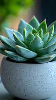 Close-up of green succulent plant with fleshy leaves in modern concrete pot with speckled texture against soft blurred background, suitable for wellness decor.