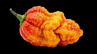Isolated orange and red ghost pepper with green stem on transparent background, ready for t-shirt design, clipart, stickers, print-on-demand products, and sublimation projects.