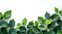 Fresh green leaves scattered on white background creating natural border design, botanical flat lay composition for wellness and eco-friendly concepts.