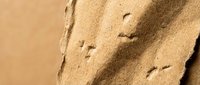 Bird footprints and tracks in golden beach sand creating natural patterns. Wildlife traces on sandy shore surface for nature and outdoor adventure concepts.