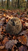Hedgehog curled up among fallen autumn leaves in a woodland forest setting, surrounded by brown and golden foliage and bare trees.
