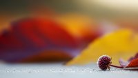 Autumn leaves with spiky seed pod on textured surface against warm blurred background. Seasonal nature composition for fall decorating and botanical themes.