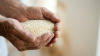 Male farmer hands holding quinoa seeds, close-up view. Agricultural produce for cooking and nutrition. Suitable for food, farming, and wellness content.