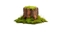 Old tree stump covered with bright green moss and grass isolated on white background, perfect for environmental or nature-themed designs.