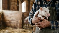 Farmer in plaid shirt and apron holding young white piglet in barn setting with hay and wooden structures in background for agricultural and livestock content.
