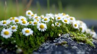 Fresh white daisies growing wild among green moss on rocky surface, soft natural lighting creates dreamy atmosphere for nature and garden concepts.