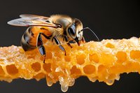 Macro shot of honey bee collecting nectar on fresh honeycomb against dark background. Detailed view shows bee's wings, legs and antennae while harvesting golden honey.
