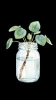 Watercolor green plant rooting in a glass jar with water, isolated on transparent background. Great for stickers, t-shirt design, print on demand, and clipart.