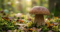 Brown cap mushroom growing in moss on forest floor with soft sunlight filtering through trees creating natural woodland atmosphere.
