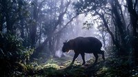 Wild boar walking through misty forest with dramatic sunlight filtering through trees creating atmospheric woodland scene for nature photography.