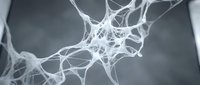 Close-up of delicate white neural network structure against soft gray background, representing brain cells, synapses, and connectivity for medical and science concepts.