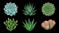 Succulent plants isolated on transparent background, ready for t-shirt design, clipart, stickers, print-on-demand products, and sublimation projects. Six botanical elements perfect for crafts.
