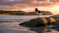 Seagull perched on rocky shore during golden hour sunset with dramatic orange sky and ocean waves creating peaceful coastal wildlife scene.