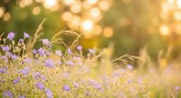 Purple wildflowers and golden grass swaying in warm sunlight with dreamy bokeh background creating peaceful natural meadow scene for relaxation content.