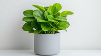 Peperomia obtusifolia plant with round green leaves in modern gray ceramic pot against white wall, minimalist home decor styling for interior design.