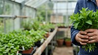 Gardener holding fresh mint plant in greenhouse with seedlings growing in rows, suitable for agriculture, gardening, and organic farming content.