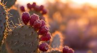 Prickly pear cactus with ripe purple fruits glowing in golden sunset light, desert landscape background with warm bokeh effects for nature photography.