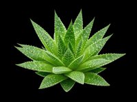 Aloe vera succulent plant with water droplets isolated on transparent background, ready for t-shirt designs, clipart, stickers, and print-on-demand products.