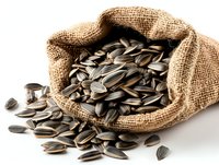 Sunflower seeds spilling from burlap sack on white background, raw unshelled snack food for healthy eating or bird feed.