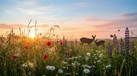 Deer grazing in wildflower meadow at golden hour sunset with red poppies, white daisies and purple lupines, wildlife in natural habitat for nature and landscape designs.