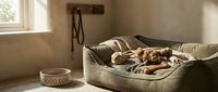 Cozy dog bed scene with sleeping brown puppy in sunlit room with food bowl and leash hook creating warm pet care atmosphere for home decor concepts.
