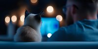 White cat and person watching TV in dark room with bokeh lights creating cozy evening atmosphere. Blue tones and soft focus create peaceful mood.