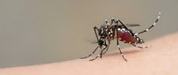 Aedes aegypti mosquito feeding on human skin with blood-filled abdomen, disease vector insect bite for medical and health education content.