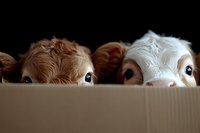 Curious brown and white cows peeking over wooden fence, close-up view of large expressive eyes and furry heads against dark background, farm animal portrait.