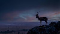 Silhouette of antelope standing on rocky cliff against dramatic twilight sky with purple and pink clouds at dusk in wilderness landscape.