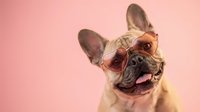 Stylish French Bulldog wearing trendy sunglasses against soft pink background. Cool pet portrait for fashion and lifestyle content.