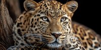 Majestic leopard portrait with piercing blue eyes and spotted coat pattern resting in natural habitat for wildlife photography and conservation projects.
