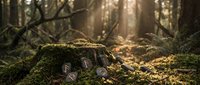 Enchanted forest floor with moss-covered fallen log and delicate mushrooms in golden sunlight filtering through trees creating magical woodland atmosphere.