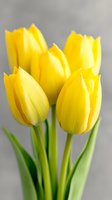 Fresh yellow tulips in full bloom against soft gray background, showcasing vibrant petals and green stems. Suitable for spring seasonal designs and floral arrangements.