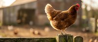 Brown hen standing on wooden fence post at farm with barn in blurred background, suitable for agricultural, rural lifestyle, and poultry industry content.