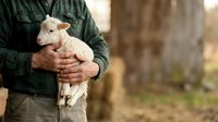 Farmer holding young lamb in arms on rural farm, agricultural livestock care and animal husbandry concept for farming industry.