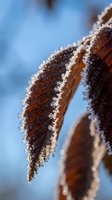 Frost-covered brown leaves with delicate ice crystals on edges against soft blue winter sky background creating natural seasonal texture.