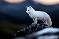 Majestic Arctic fox with pure white winter coat standing on rocky outcrop against blurred mountain landscape in twilight, showcasing wildlife survival in harsh conditions.