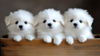 Three adorable white Pomeranian puppies with fluffy fur sitting in a row on wooden surface, looking at camera with sweet expressions and tiny black noses.