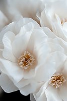 Delicate white magnolia blooms with cream-colored centers in macro photography, showcasing soft petals and intricate floral details against dark background.
