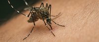 Mosquito biting human skin close-up macro shot showing detailed insect anatomy and feeding behavior for medical and educational content.