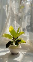 Sunlit rubber plant in white ceramic pot against sheer curtain background, creating soft shadow patterns and ethereal morning atmosphere.