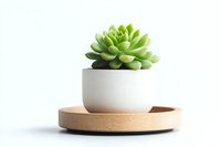 Green succulent plant in white ceramic pot on wooden round tray against white background, minimalist modern home decor composition isolated for design use.
