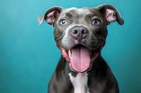Happy brown pit bull terrier with bright blue eyes and pink tongue smiling at camera against turquoise background, close-up portrait of friendly dog.