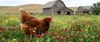 Red hen foraging in wildflower meadow with rustic barn background, free-range farming lifestyle and sustainable agriculture concept.