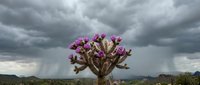 Desert ironwood tree blooming with vibrant purple flowers against dramatic stormy sky in arid landscape for nature and weather concepts.