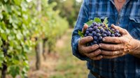 Mature male farmer in blue plaid shirt holding fresh purple grapes harvested from vineyard, suitable for agriculture and food production content.