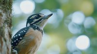 Close-up of hairy woodpecker perched on tree trunk with blurred green bokeh background, showcasing distinctive black and white spotted plumage and peach underside.