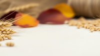 Autumn harvest composition with wheat ears and colorful leaves on white background creating warm seasonal atmosphere for thanksgiving designs.