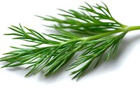 Fresh green dill branch with feathery leaves isolated on white background. Natural organic herb for cooking and garnishing food, macro photography.